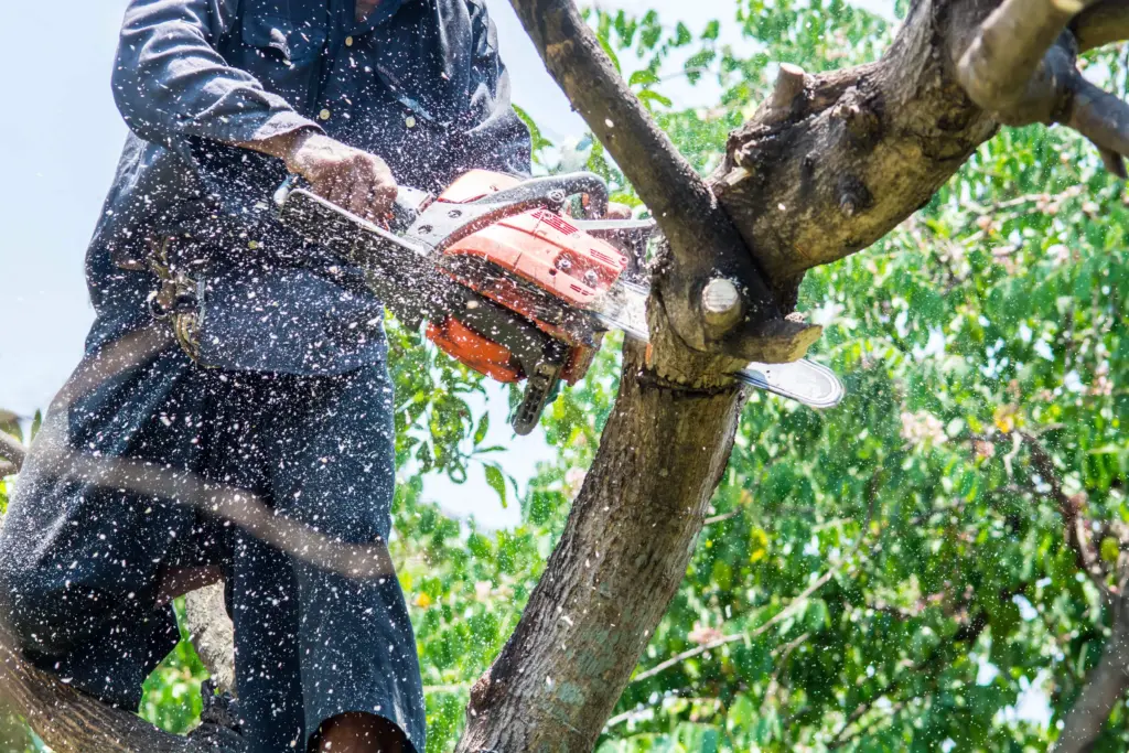 man-trimming-tree-with-chainsaw