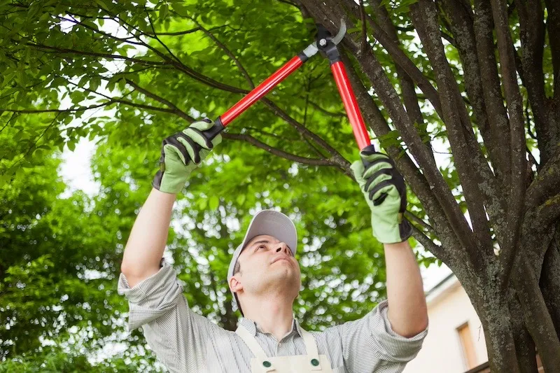 man-pruning-tree-branches